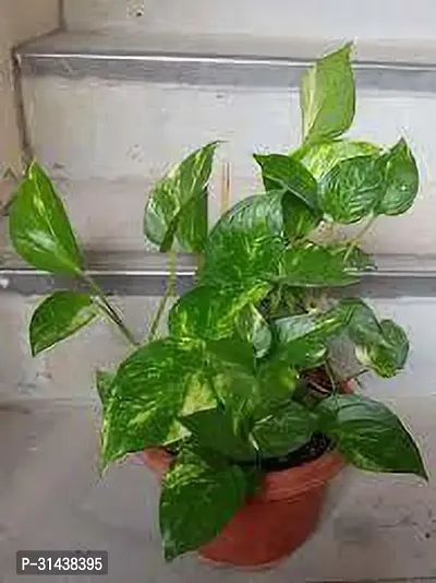 Natural Money Plant-thumb2