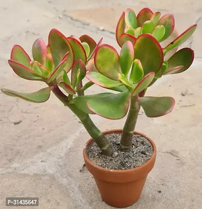 Natural Jade Plant-thumb4