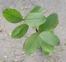 Natural Guava Plant-thumb2