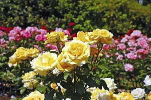 Natural Rose Plant-thumb1