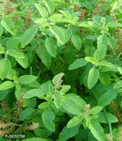 Tulsi Plant