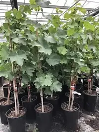 Natural Grapes Plant-thumb1