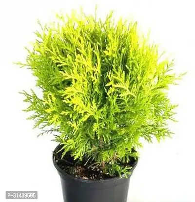 Natural Platycladus/Morpankhi Plant-thumb0