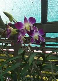 Natural Orchids Dendrobium Flowering Plant-thumb1