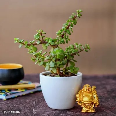 Natural Jade Plant-thumb0