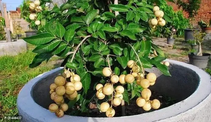 Natural Litchi Plant-thumb3