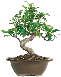 Natural Ficus Bonsai Plant-thumb1