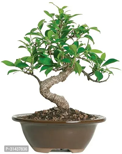 Natural Ficus Bonsai Plant-thumb2