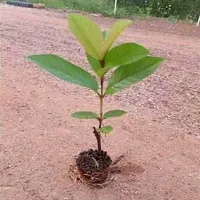 Natural Guava Plant-thumb2