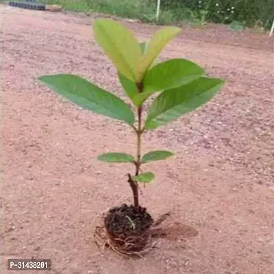 Natural Guava Plant-thumb3