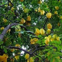 Natural Star Fruit Carambola Grafted Plant-thumb1