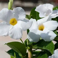 Mandevilla Plant-thumb1