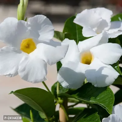 Mandevilla Plant-thumb2