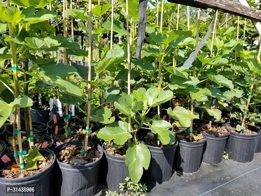 Natural Gular/Cluster Fig Plant