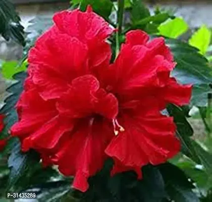 Natural Hibiscus Plant-thumb0