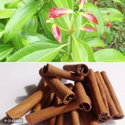 Natural Cinnamon Plant-thumb0