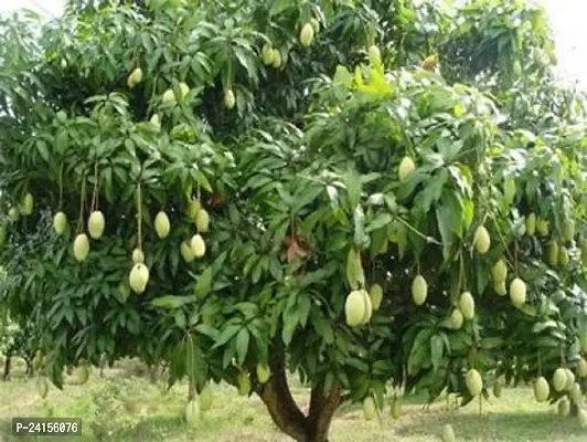 Mango Plant