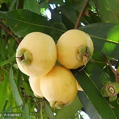 Natural Jamun Plant-thumb0