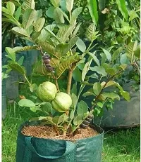 Natural Guava Plant-thumb4