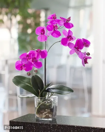 Natural Orchid Plant