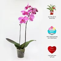 Natural Orchid Plant-thumb3