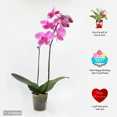 Natural Orchid Plant-thumb4