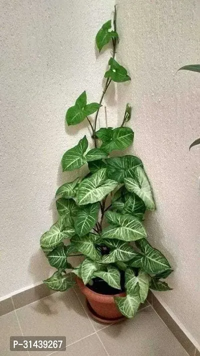 Natural Money Plant-thumb0