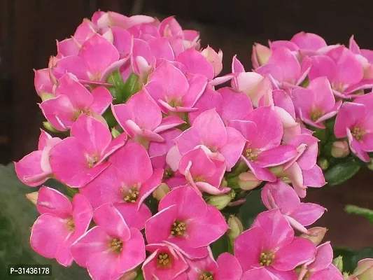 Natural Kalanchoe Plant