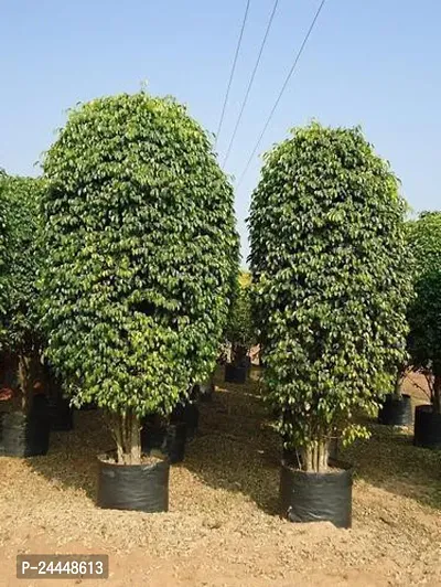 Natural Ficus Plant