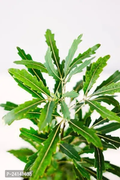 Aralia Plant