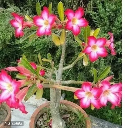 Natural Adenium Plant