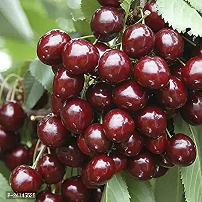 Cherry Fruit Plant