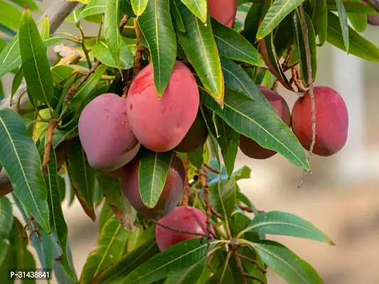 Natural Mango Plant-thumb2