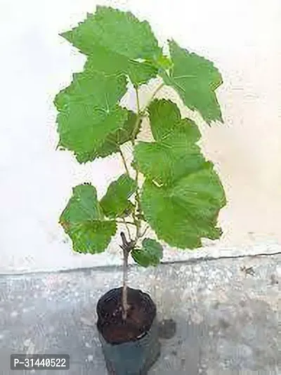 Natural Grapes Plant-thumb0