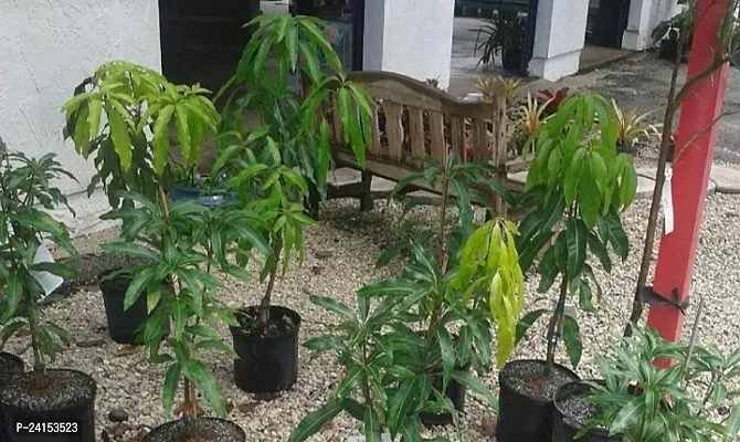 Mango Plant