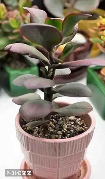 Natural Jade Plant-thumb0