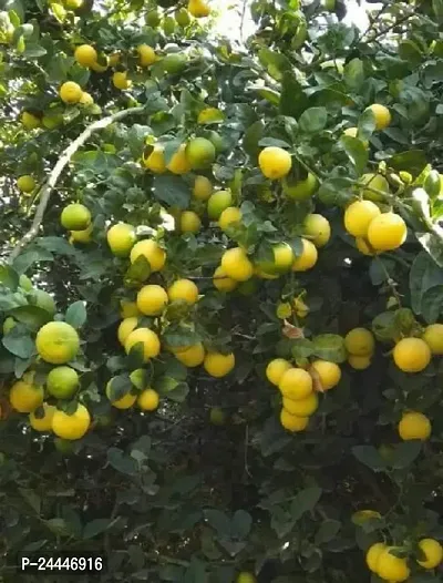 Natural Lemon Plant-thumb0