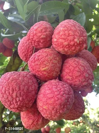 Natural Litchi Plant-thumb0