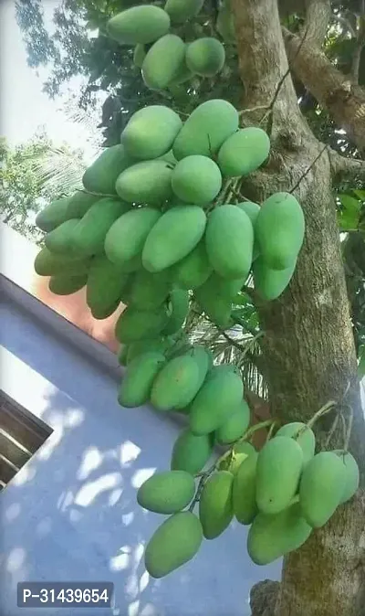 Natural Mango Plant-thumb0