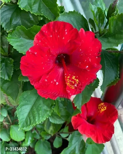 Natural Hibiscus Plant