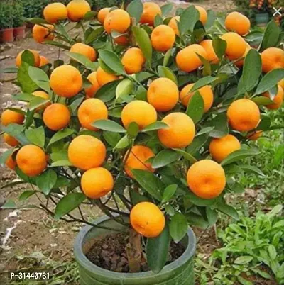 Natural Orange Plant-thumb0