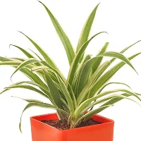 Natural Spider Plant-thumb1