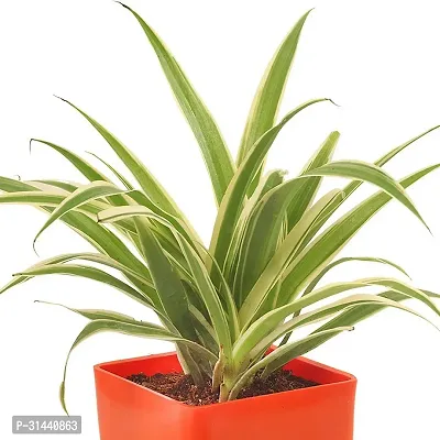 Natural Spider Plant-thumb2