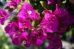 Natural Baugainvillea Plant-thumb2