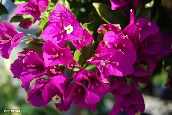 Natural Baugainvillea Plant-thumb3