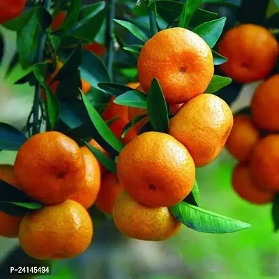 Orange Plant