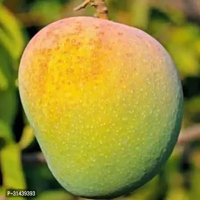 Natural Mango Plant