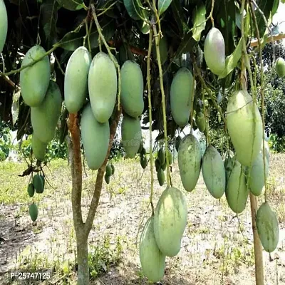 Mango Plant-thumb0