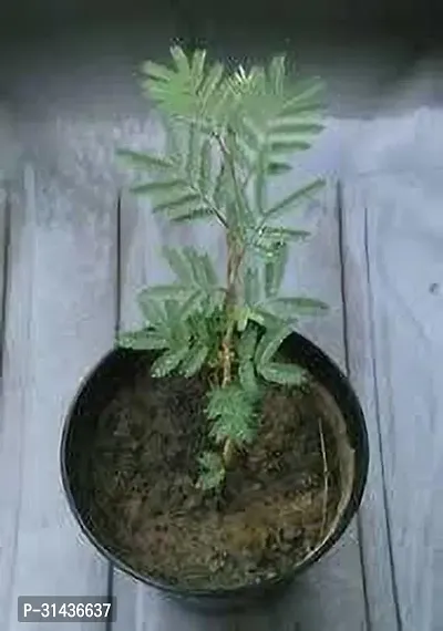 Natural Shami/Jand Plant