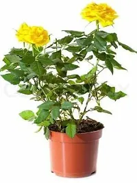 Natural Rose Plant-thumb1